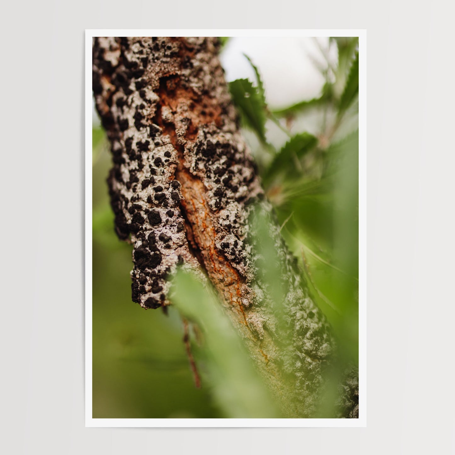 Healing Cycles Duo Print Set
