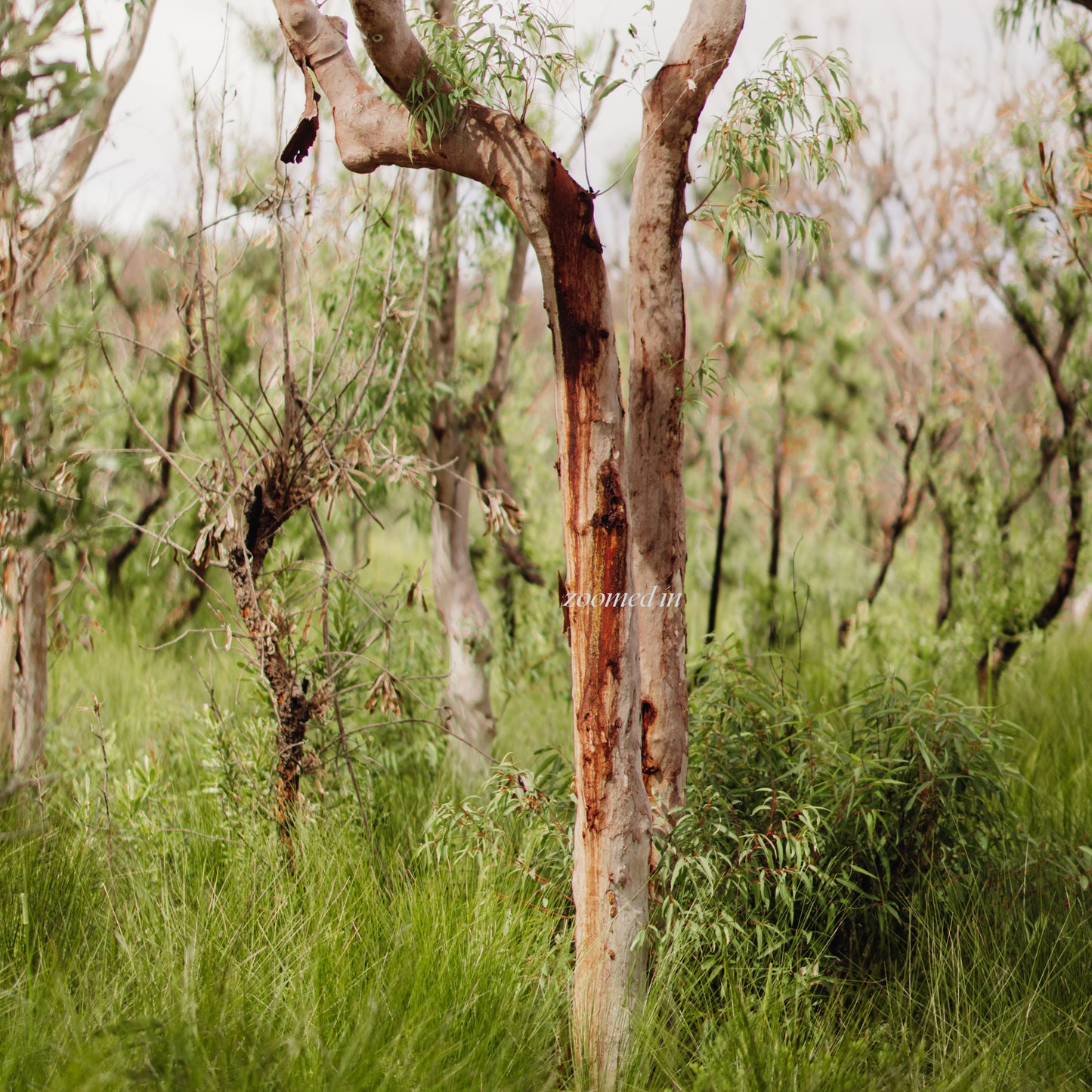 Australian Bush in Rebirth Duo Print Set