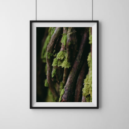Interwoven | Framed Exhibition Work