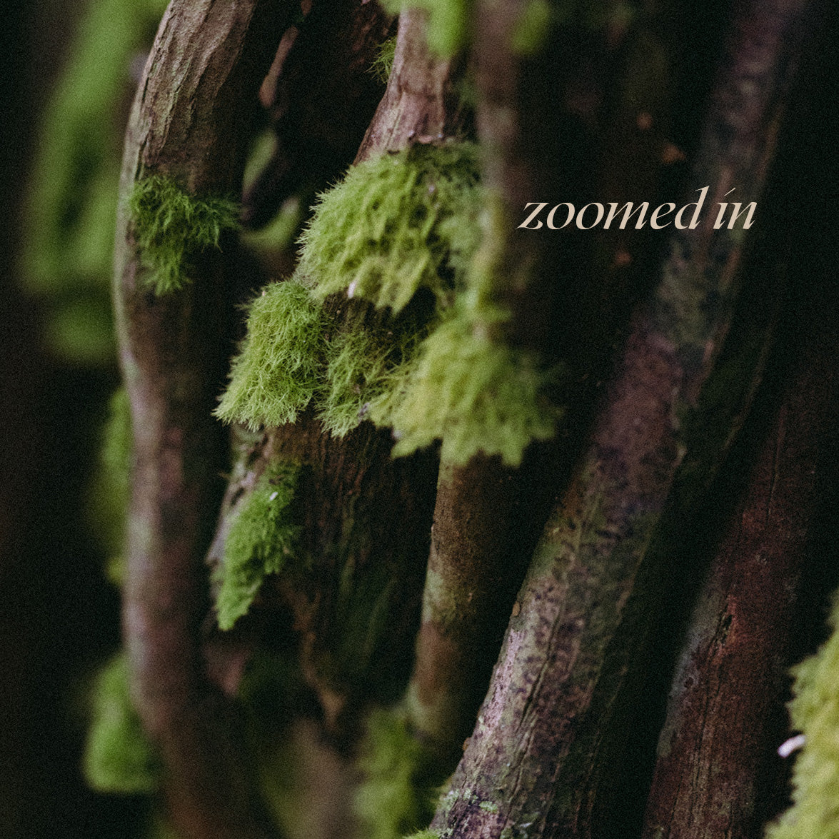 Interwoven | Symbiosis | Fine Art Print
