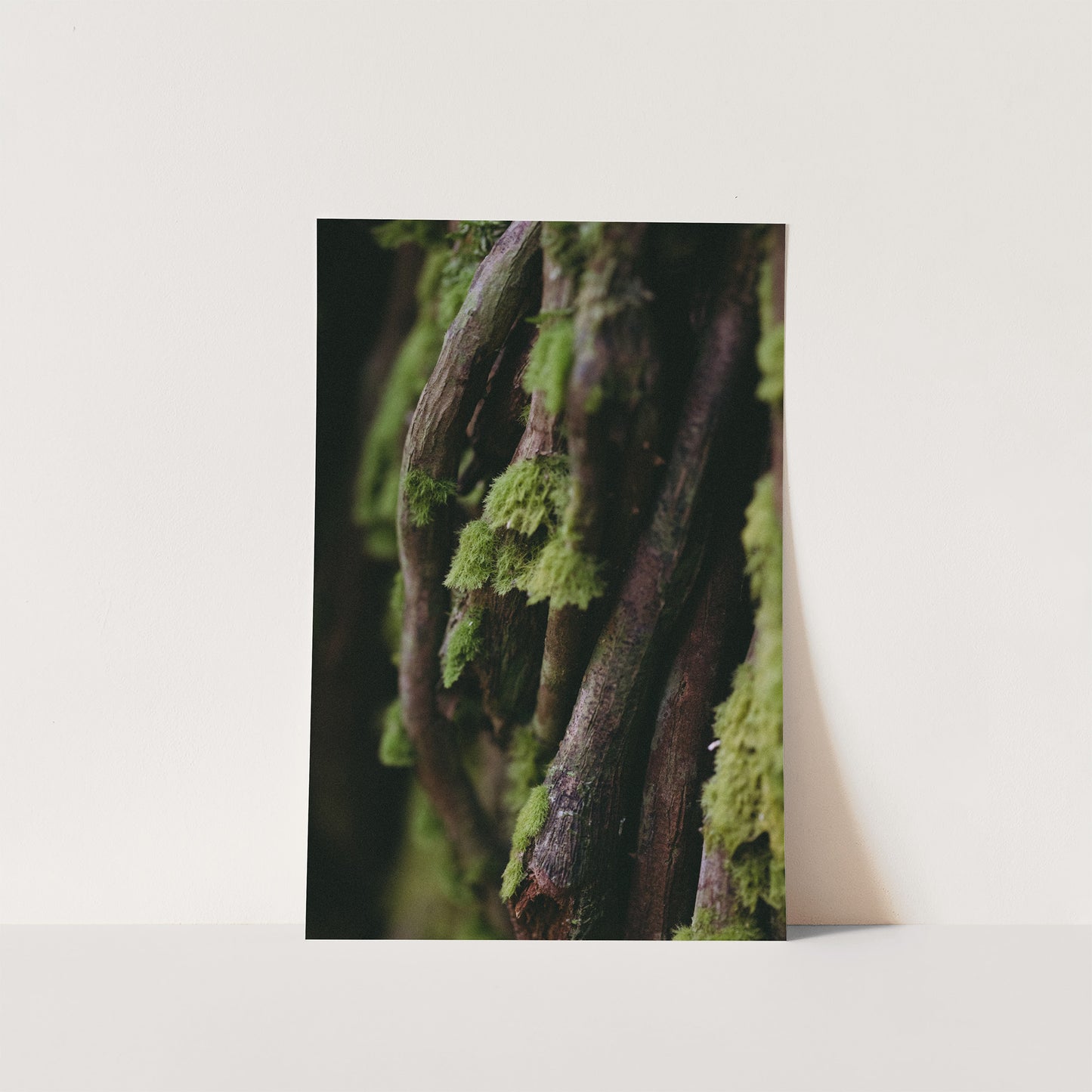 Interwoven | Symbiosis | Fine Art Print