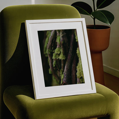 Interwoven | Symbiosis | Fine Art Print