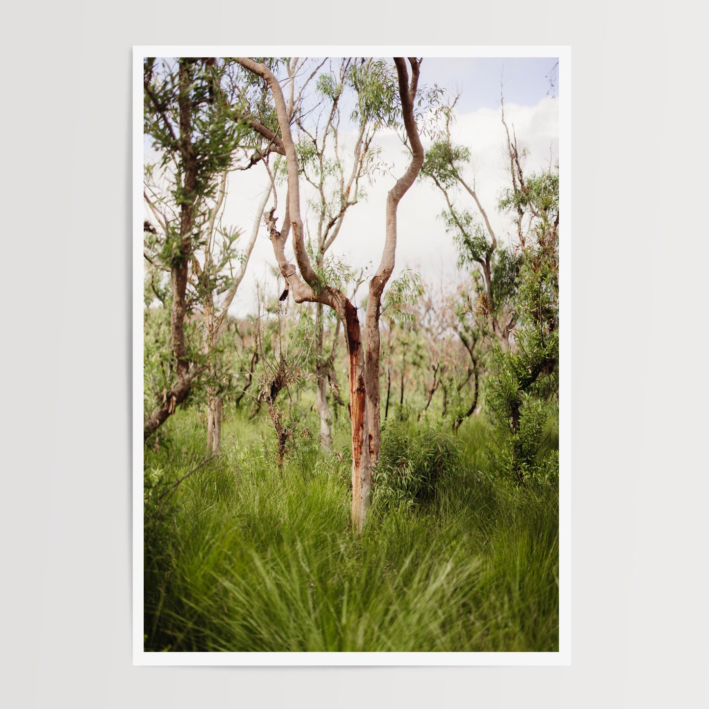 Australian Bush in Rebirth Duo Print Set