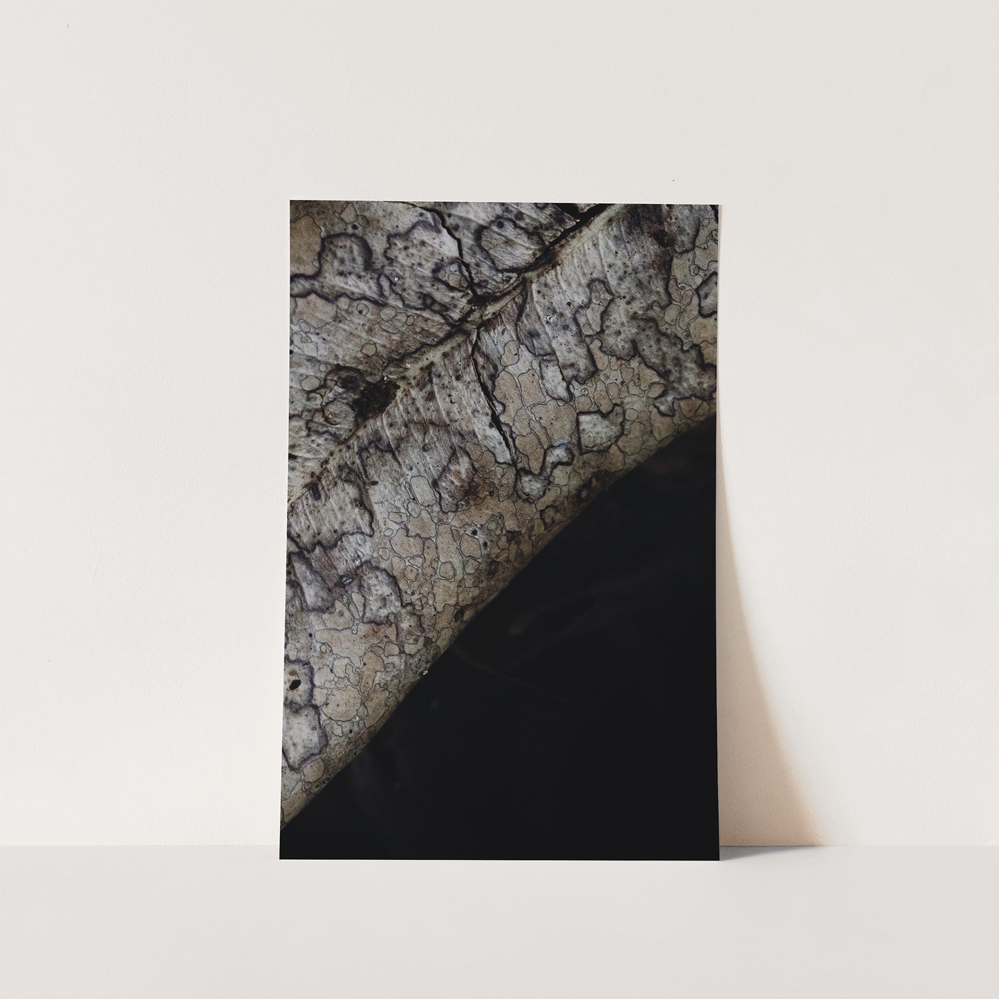 Surface Memory | Symbiosis | Fine Art Print