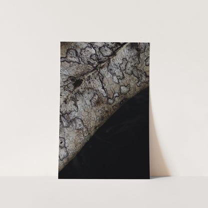 Surface Memory | Symbiosis | Fine Art Print