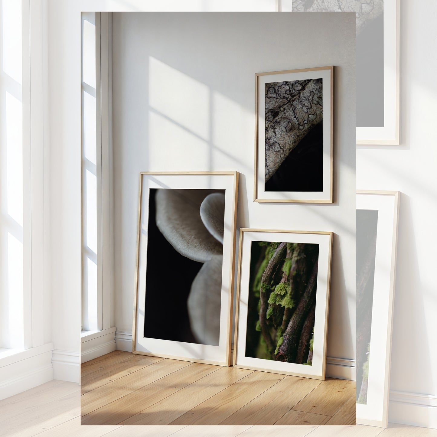 Symbiosis Trio Collection | 3 x Fine Art Prints