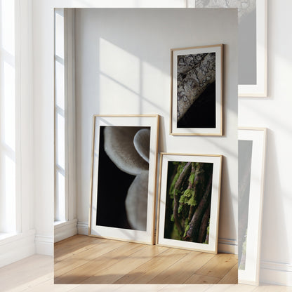 Symbiosis Trio Collection | 3 x Fine Art Prints
