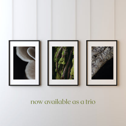 Symbiosis Trio Collection | 3 x Fine Art Prints