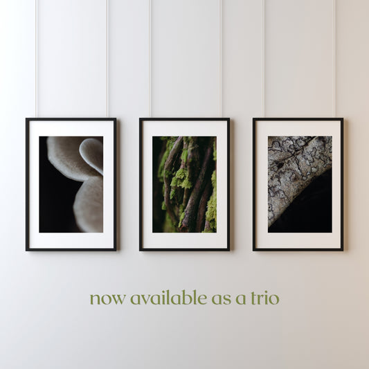 Symbiosis Trio Collection | 3 x Fine Art Prints