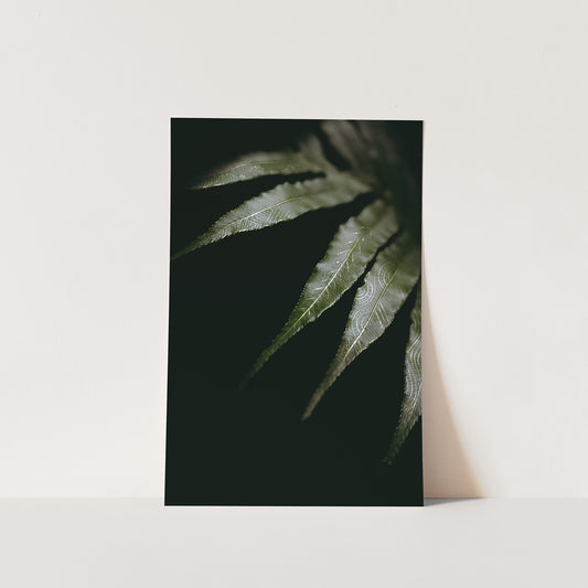 Where Mauri Resides - Nikita Pere x Waylene Currie Collaboration