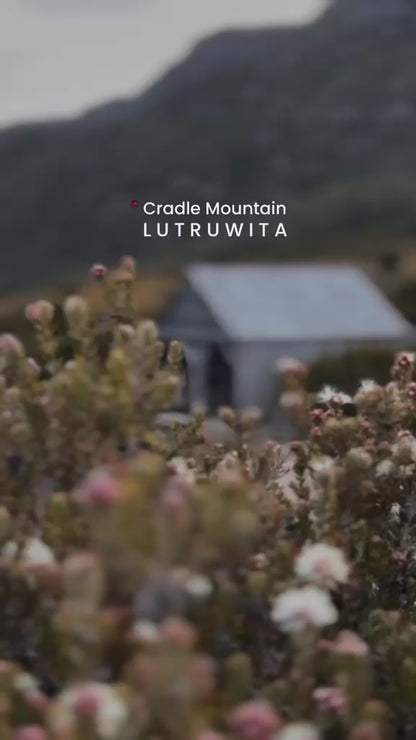 Cradle Mountain in Bloom